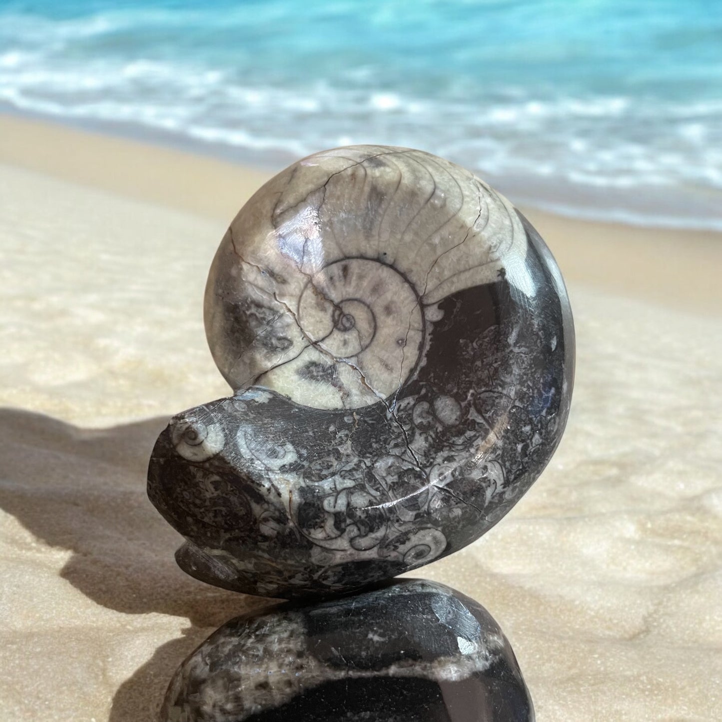 Ammonite Pedestal