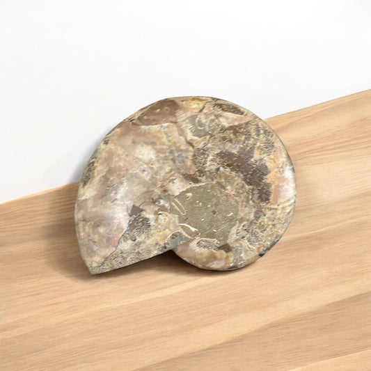 Large Ammonite Fossil